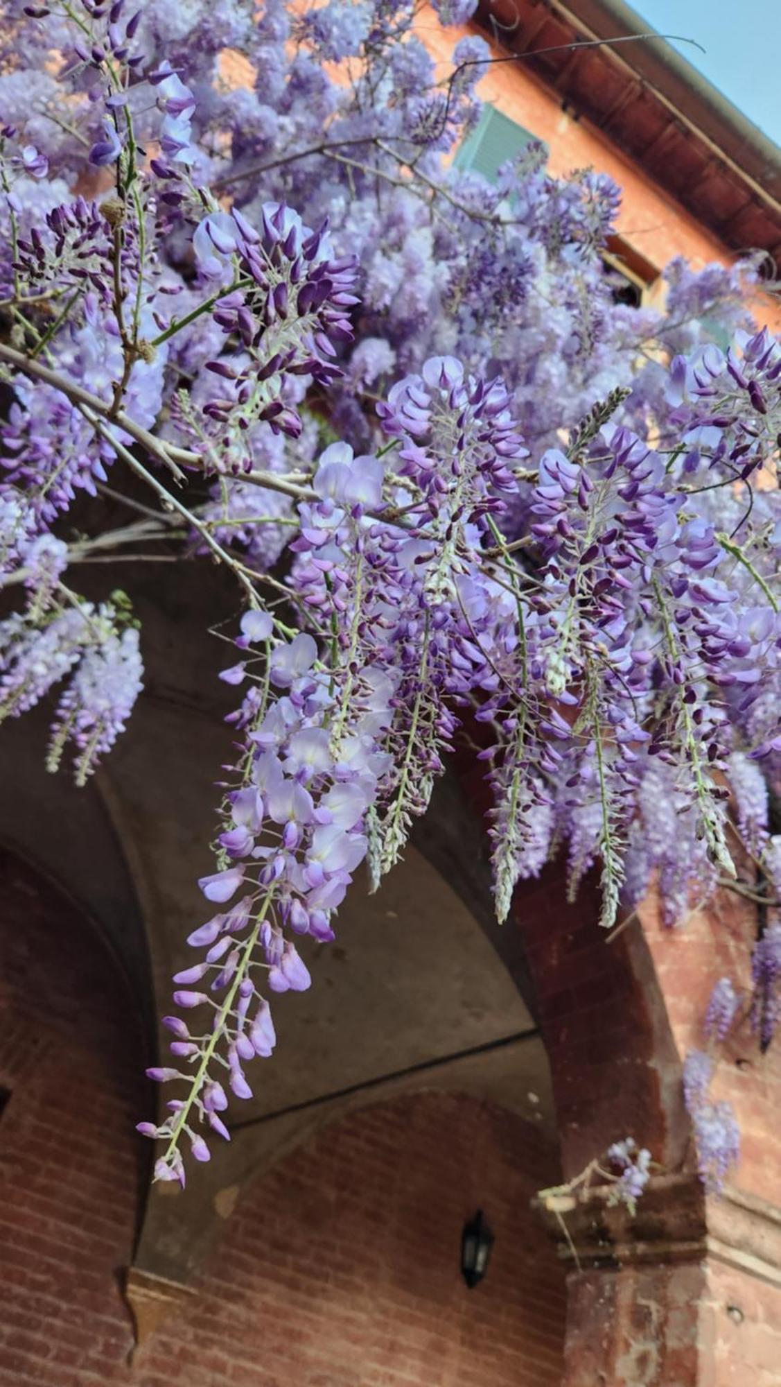 Al Glicine Di Sant'Abondio Villa เซียนา ภายนอก รูปภาพ