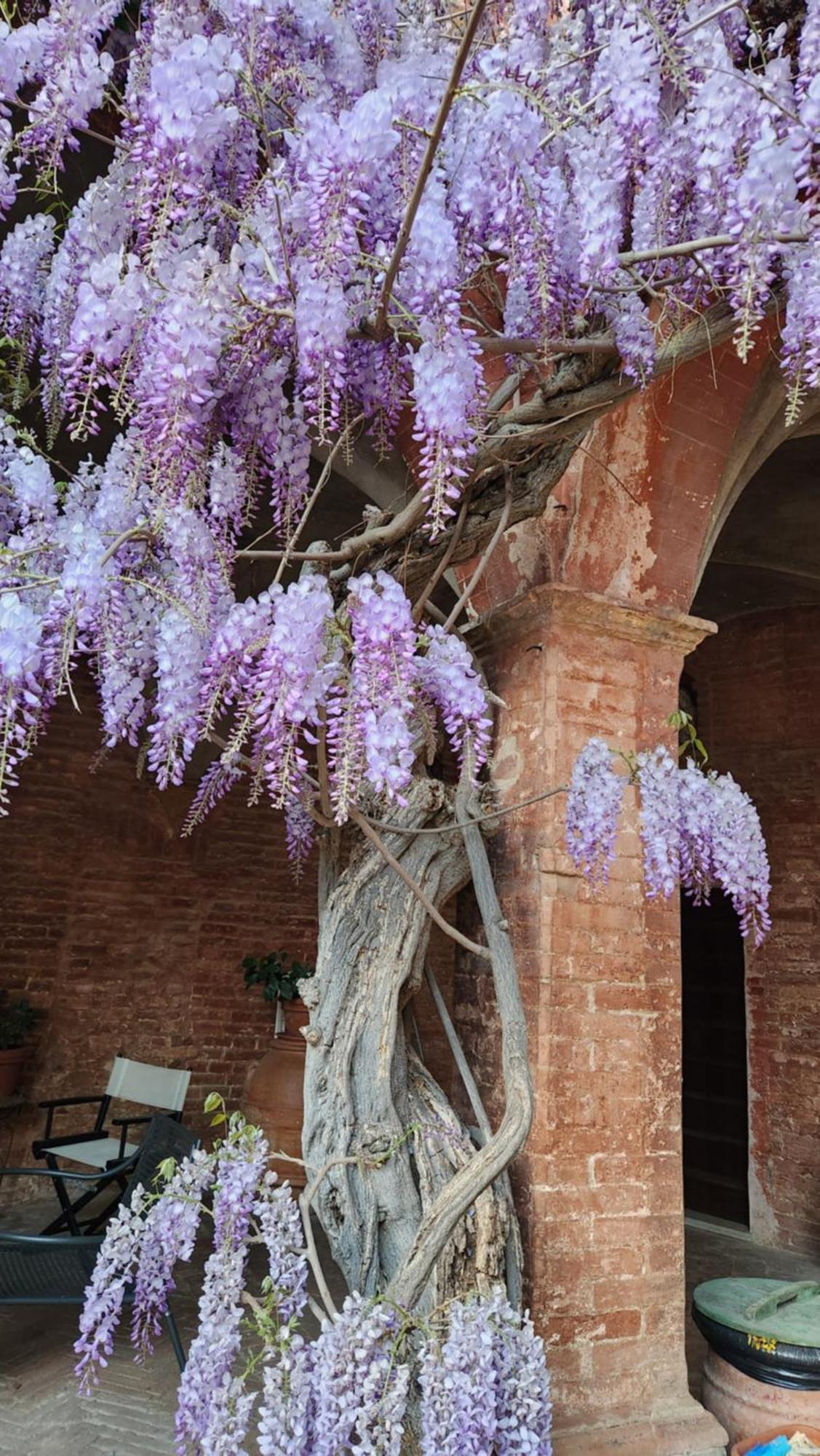Al Glicine Di Sant'Abondio Villa เซียนา ภายนอก รูปภาพ
